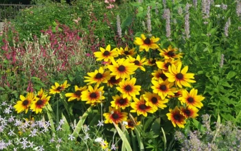 Stock Video Community Garden Of Wildflowers For PC