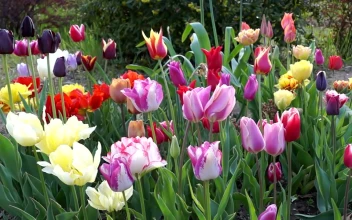 Stock Video Colorful Tulips In The Garden For PC
