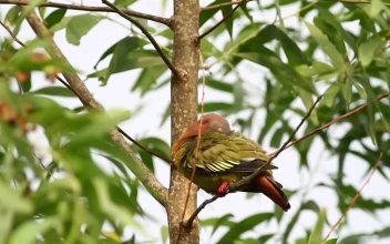 Stock Video Colorful Pigeon High Up In A Tree For PC