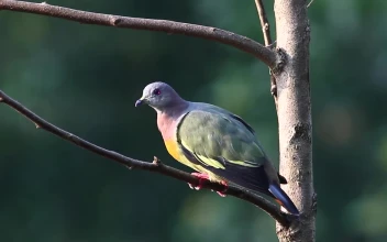 Stock Video Colorful Pigeon In A Tree For PC