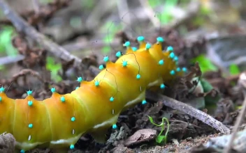 Stock Video Colorful Caterpillar Crawling In The Ground For PC