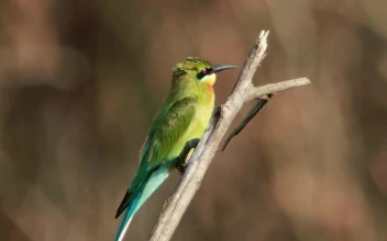 Stock Video Colorful Bird On A Small Branch For PC