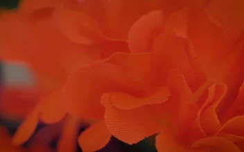 Stock Video Colorful Artificial Flowers Detail View For PC