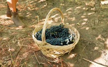 Stock Video Collecting Grapes For Making Wine For PC