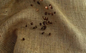 Stock Video Coffee Beans Filling A Sack Top View For PC