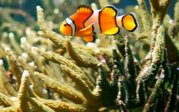 Stock Video Clown Fish Swimming Through Coral Reef For PC