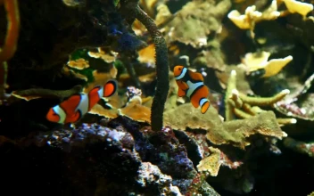 Stock Video Clown Fish Swimming Near More Fish For PC