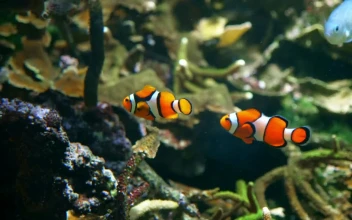 Stock Video Clown Fish Swim Among Corals And Seaweed For PC