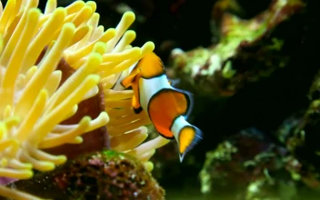 Stock Video Clown Fish In The Reef For PC