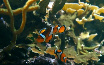 Stock Video Clown Fish At A Coral For PC