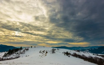 Stock Video Cloudy Day In A Winter Forest For PC