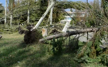 Stock Video Fallen Trees After A Bad Storm For PC