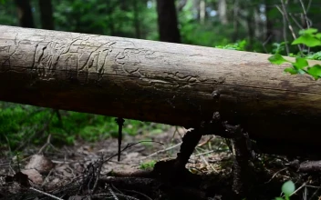 Stock Video Fallen Tree With Ferns Growing Below For PC