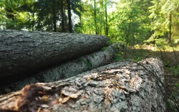 Stock Video Fallen Logs In A Forest For PC