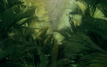 Stock Video Exploring The Jungle Among Plants And Palm Trees For PC