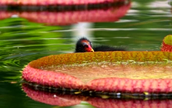 Stock Video Exotic Bird Swimming Among Lotus Flowers In A Lake For PC
