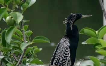 Stock Video Exotic Bird Near A Lake For PC