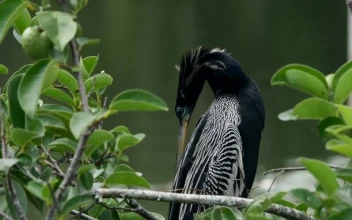 Stock Video Exotic Bird In Its Habitat For PC