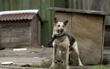 Stock Video Excited Dog In A Yard For PC