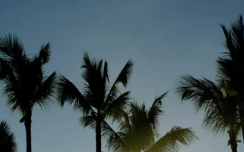 Stock Video Evening Sun Shining Through Trees For PC