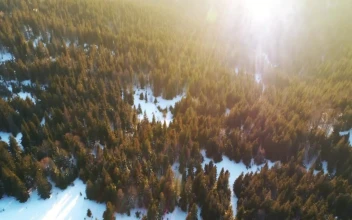 Stock Video Evening Light Covering A Winter Forest For PC
