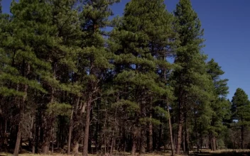 Stock Video Entrance To Forest With Very Tall Pines For PC