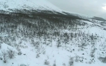 Stock Video Empty Trees Covered In Snow For PC