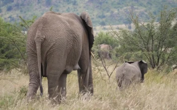 Stock Video Elephants In Tall Grass For PC