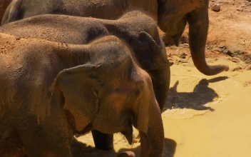 Stock Video Elephants In A River In The Savannah For PC