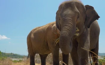 Stock Video Elephants Eating Seen In Detail For PC