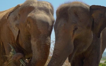 Stock Video Elephants Eating Herbs Close To Each Other For PC