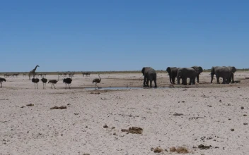 Stock Video Elephants And Ostrich Around A Small Waterhole For PC