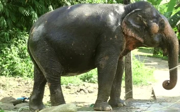 Stock Video Elephant Taking A Bath For PC
