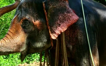 Stock Video Elephant Taking A Shower For PC