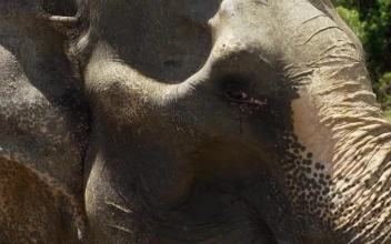 Stock Video Elephant In Profile In Detail For PC