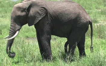 Stock Video Elephant Grazing In A Field For PC
