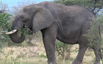 Stock Video Elephant Eating Leaves For PC