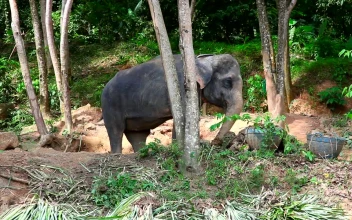 Stock Video Elephant Eating In The Woods For PC