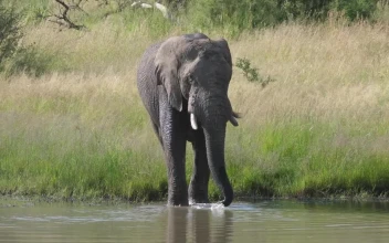 Stock Video Elephant Drinking From A Lake For PC