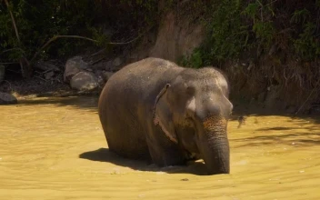 Stock Video Elephant Cooling Off In A Lake For PC