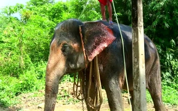 Stock Video Elephan Taking A Bath For PC
