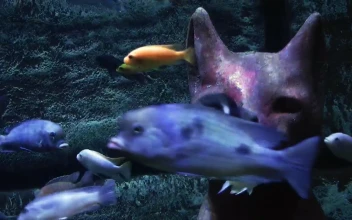 Stock Video Egyptian Cat On The Sea Floor Surrounded By Fish For PC