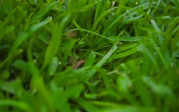 Stock Video Easter Eggs In A Basket In The Garden For PC