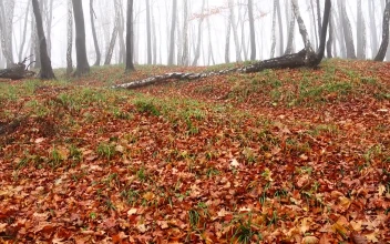 Stock Video Early Morning Fog In A Forest For PC