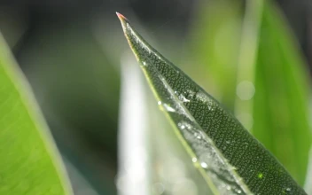 Stock Video Early Morning Dew On Leaves For PC