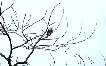 Stock Video Eagle Resting On A Branch For PC
