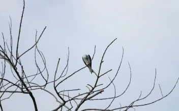 Stock Video Eagle High In The Tree Tops For PC