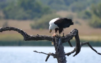 Stock Video Eagle Eats A Fish On A Tree Branch For PC