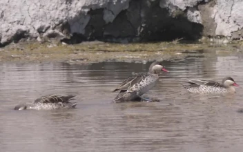 Stock Video Ducks Swimming In The Pond For PC