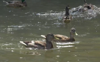 Stock Video Ducks Swimming In The Water Of A Lake For PC